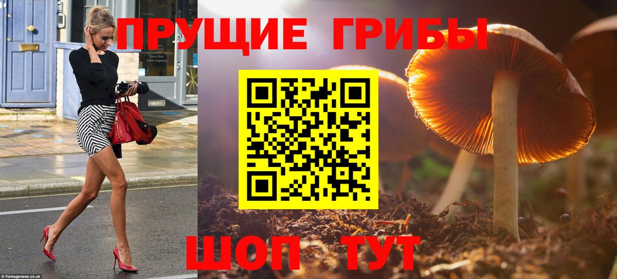 Псилоцибиновые грибы Psilocybe Еманжелинск
